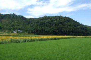 帆山のひまわり畑