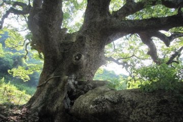 志々島の大楠