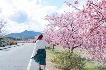 河津桜ロード